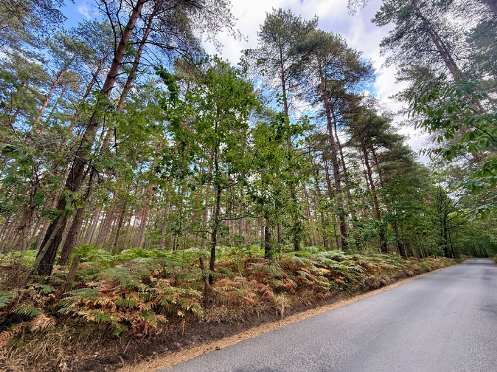 Lot: 2 - OVER 13.5 ACRES OF WOODLAND - View of woodland from road